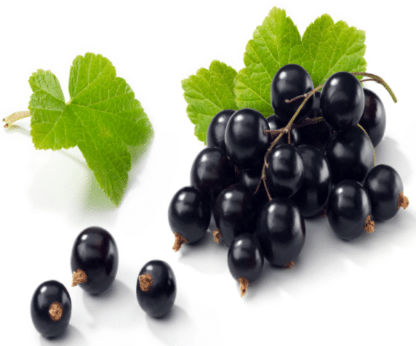 Blackcurrant - Inawera Flavour Concentrate, DIY E-Liquid concentrate aroma.