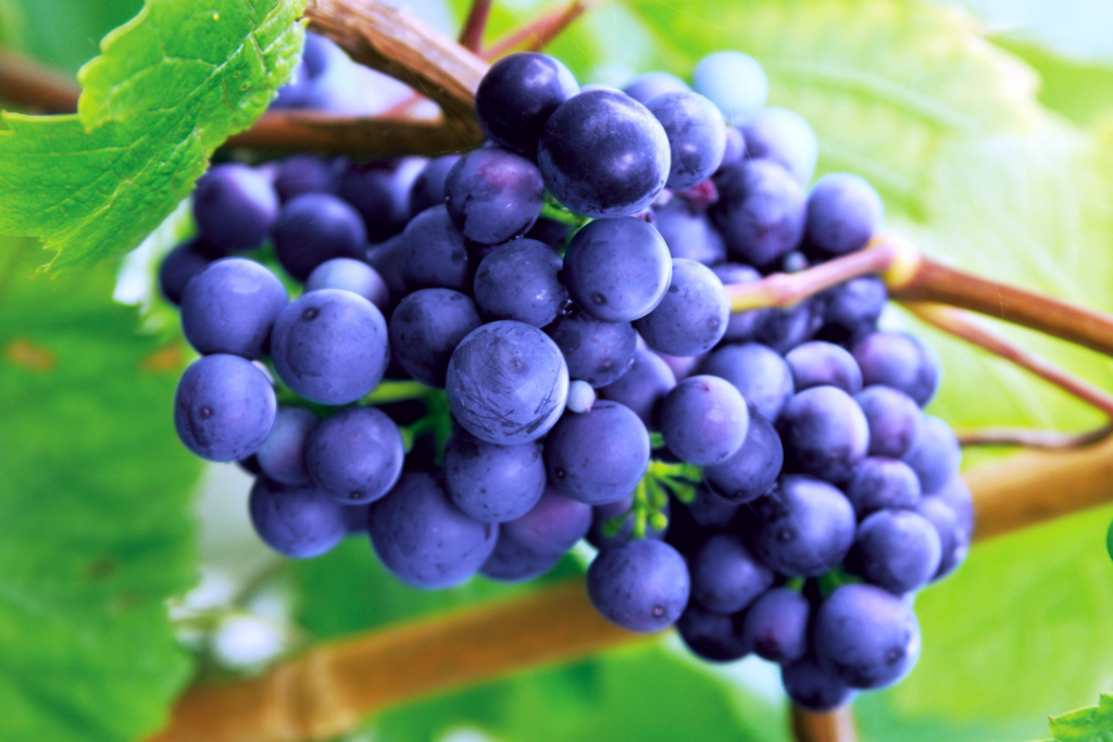 Grape Concord Alchemy Flavour Art The Alchemists Cupboard