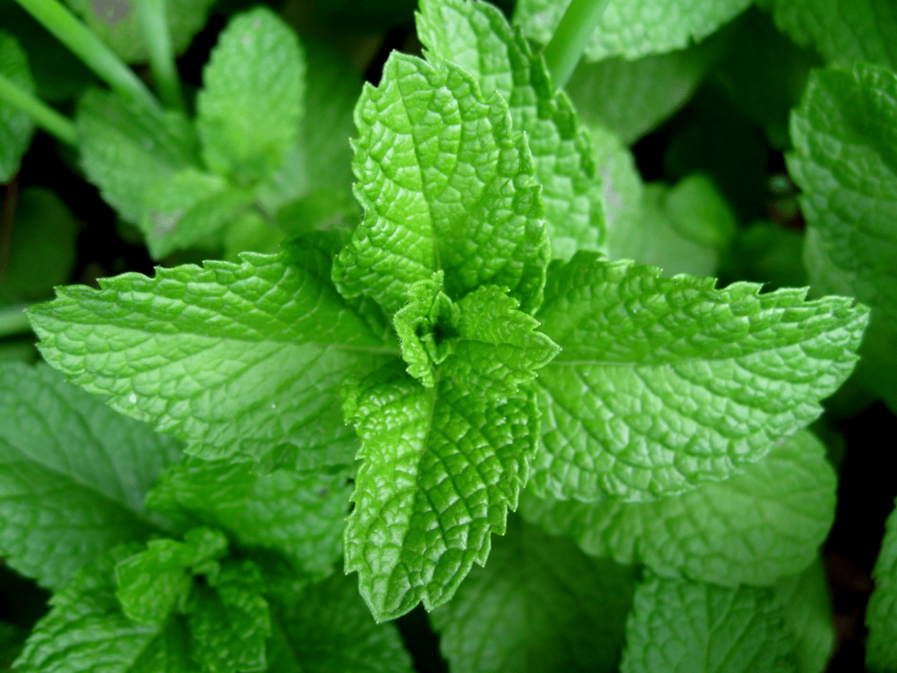 Spearmint - Alchemy Flavour Art DIY E-Liquid concentrate aroma flavouring.