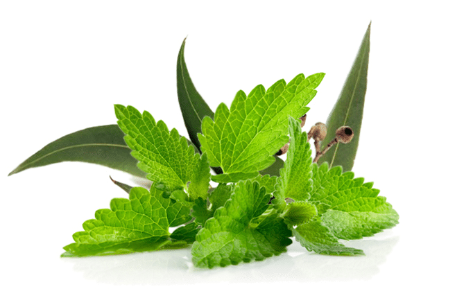 Eucalyptus & Mint Inawera Flavour Concentrate, DIY E-Liquid concentrate aroma.